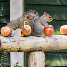 beam, squirrels, apples