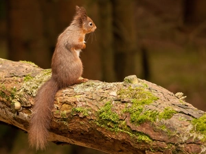 beam, Ginger, squirrel