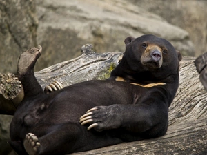 AMERICAN, Resting, Teddy Bear