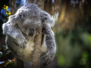 teddy bear, branch, dream, Koala