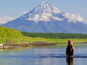 clouds, Bear, forest, lake, Mountains