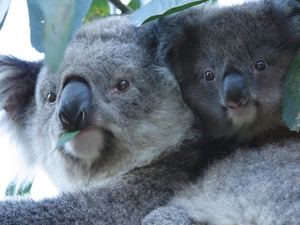 Koala, Two cars, bear