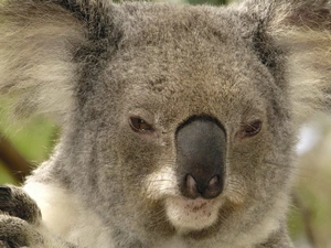 Koala, muzzle, Teddy Bear