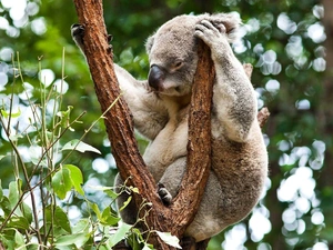 Koala, sleepy, teddy bear