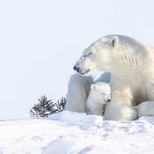 Polar Bears, little bear, snow, she-bear