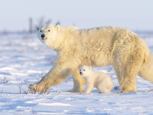 Polar Bears, little bear, she-bear, small