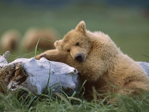 bear, log