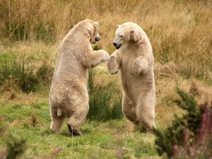 Meadow, Two cars, bear