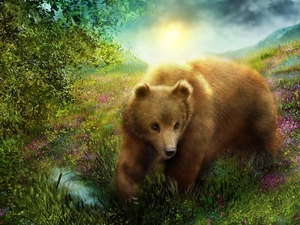 Bear, Meadow