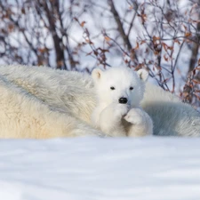 little bear, Polar Bears, small