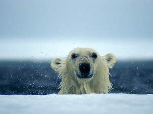 polar, wet, teddy bear