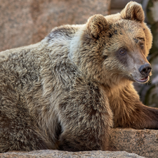 Rocks, lying, Brown bear