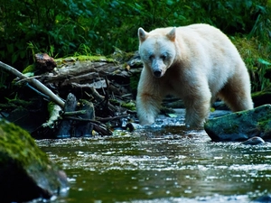 viewes, Bear, Stones, trees, River