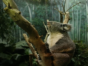 teddy bear, trees, viewes, Koala