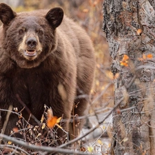 Brown bear, Twigs, leaves, trees