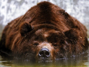Bear, water