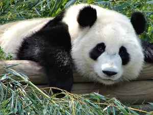 teddy bear, wood, Beams, zpabda