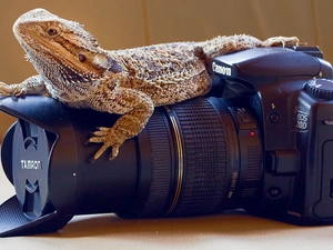 bearded, Camera, Agama