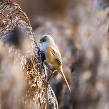 dry, grass, female, Bearded Tit, Bird