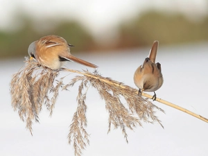Bearded Reeding, grass