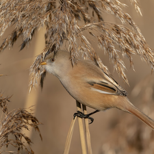 Bird, Bearded Tit, grass, female