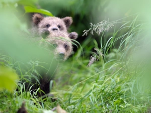 grass, Two cars, bears