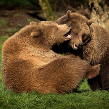 Two cars, Brown Bears