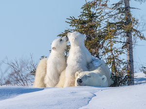 trees, viewes, Two cars, Little bears, Polar Bears