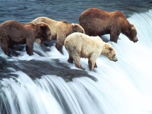 bears, waterfall