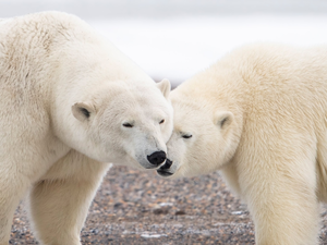 bears, polar, White