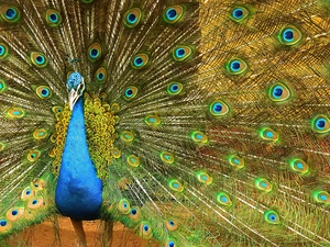 Beatyfull, peacock