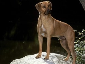 Beatyfull, Rhodesian ridgeback