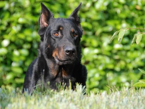 Head, Shepherd French Beauceron