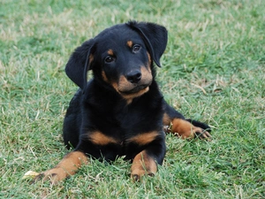 young, Shepherd French Beauceron
