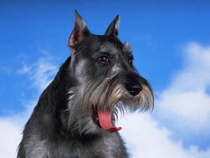 beautiful, Schnauzer