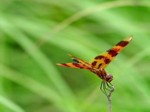 Beauty, dragon-fly