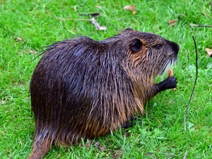 Beaver, Meadow