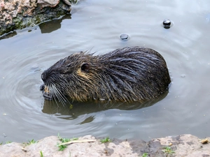 Beaver, water