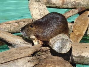 Beaver