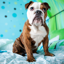 White Bed, dog, English Bulldog