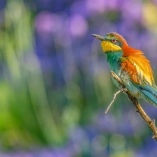 color, bee-eater, twig, Bird