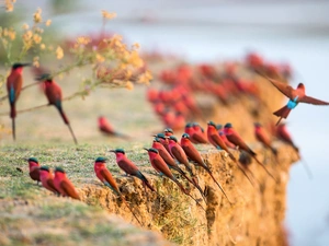 Carmine Bee-eater, birds, scarp