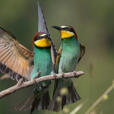 Two cars, European bee-eater, Twigs, birds