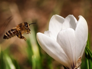 bee, Colourfull Flowers