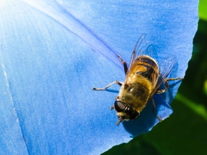 bee, Colourfull Flowers