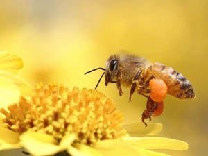 bee, Colourfull Flowers