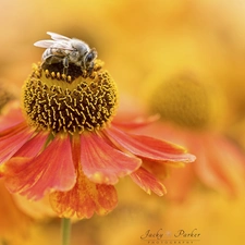 blur, Close, Helenium, bee, Colourfull Flowers