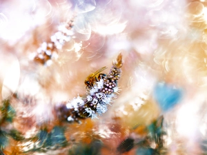 Colourfull Flowers, rapprochement, bee, White, Insect