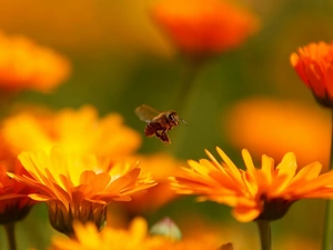 bee, Marigolds, Orange