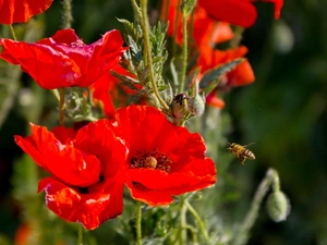bee, Red, papavers